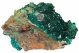 Gemmy Dioptase Crystals on Dolomite - Ntola Mine, Congo #130501-4